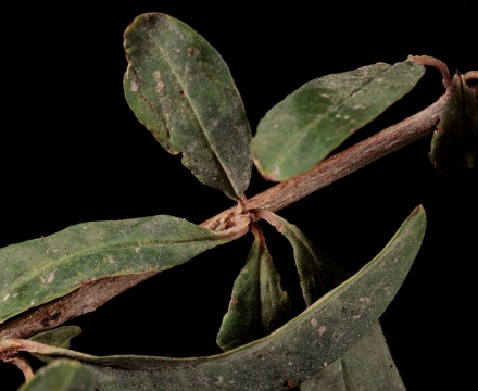 61A6235